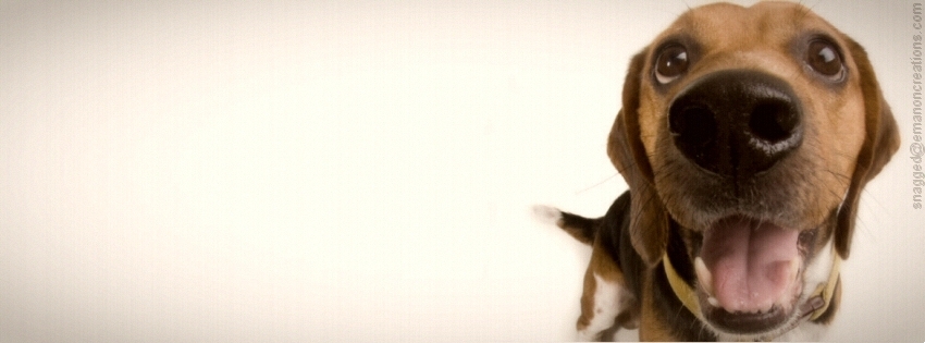 Dog 004 Facebook Timeline Cover