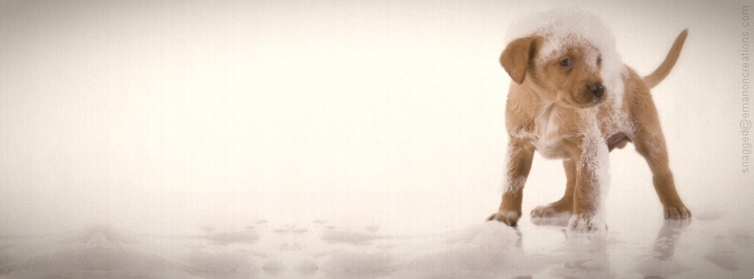 Dog 006 Facebook Timeline Cover