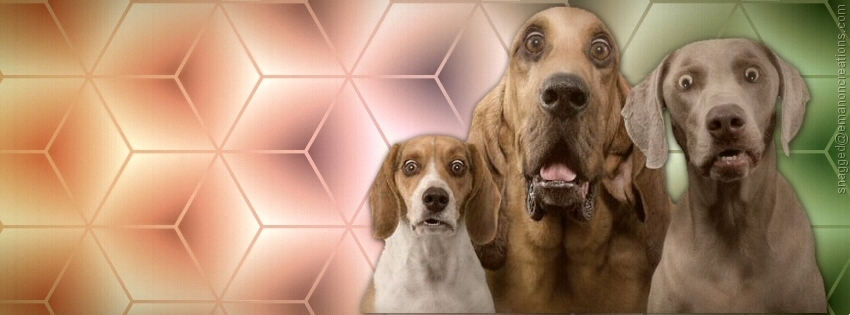 Dog 009 Facebook Timeline Cover