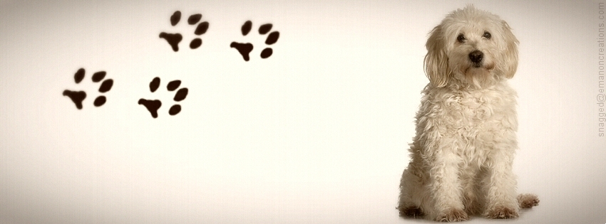 Dog 013 Facebook Timeline Cover