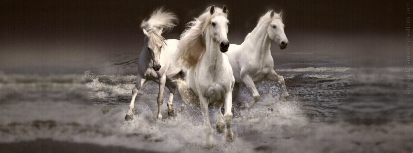 Horses 001 Facebook Timeline Cover