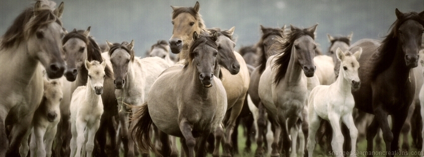 Horses 003 Facebook Timeline Cover