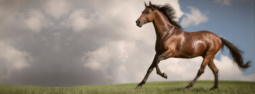 Horses 007 Facebook Timeline Cover