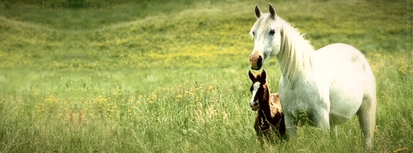 Horses 008 Facebook Timeline Cover