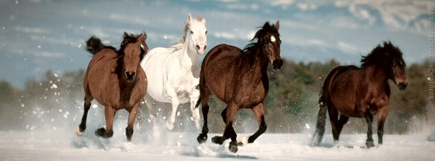 Horses 009 Facebook Timeline Cover