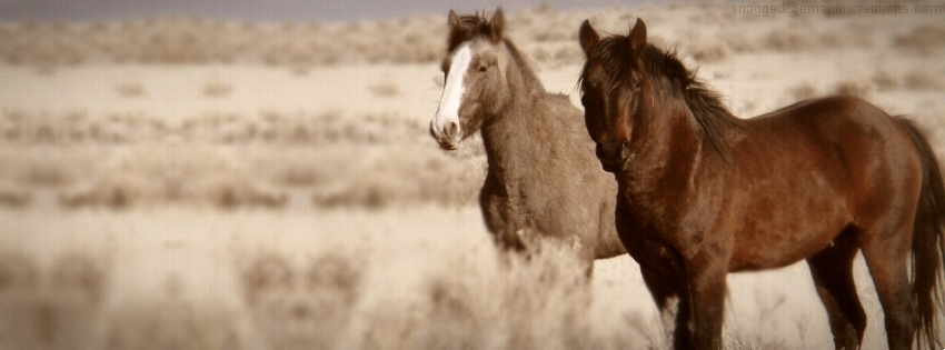 Horses 016 Facebook Timeline Cover