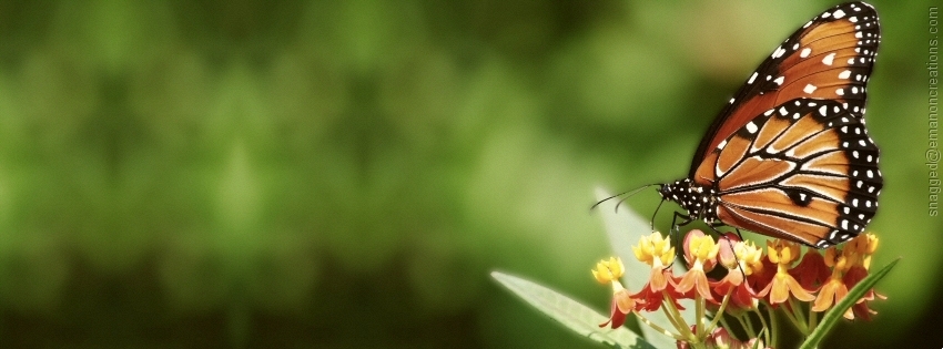 Insects 001 Facebook Timeline Cover