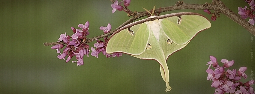 Insects 003 Facebook Timeline Cover