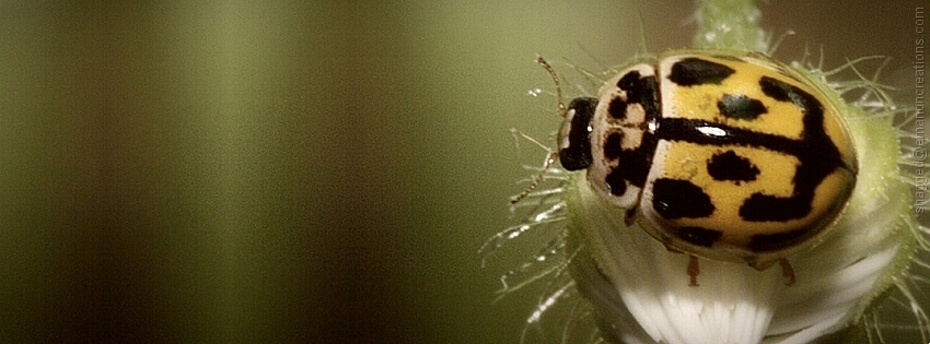 Insects 015 Facebook Timeline Cover