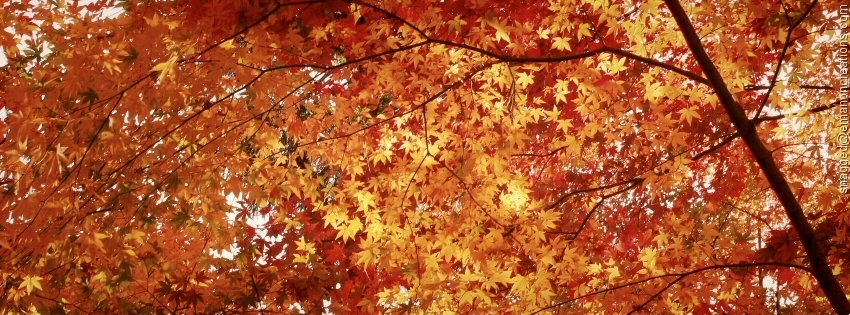 Nature 038 Facebook Timeline Cover