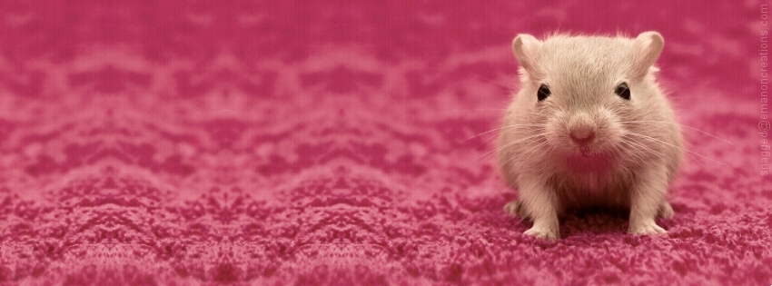 Hamster 001 Facebook Timeline Cover