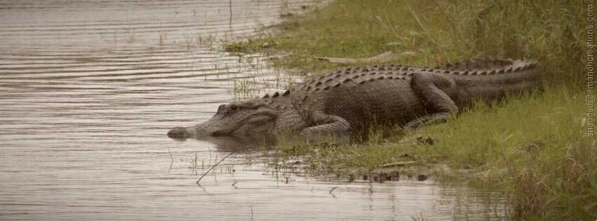 Alligator 01 Facebook Timeline Cover