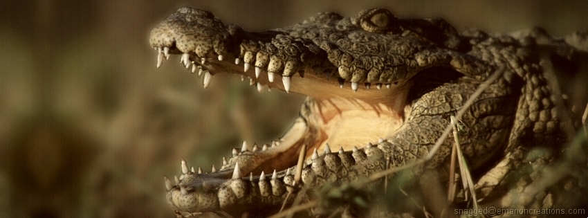 Crocodile 01 Facebook Timeline Cover