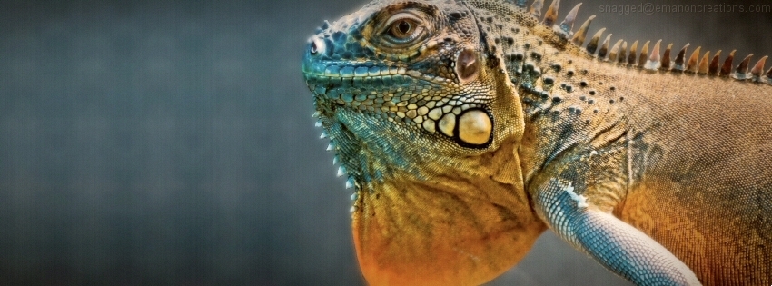 Iguana 01 Facebook Timeline Cover