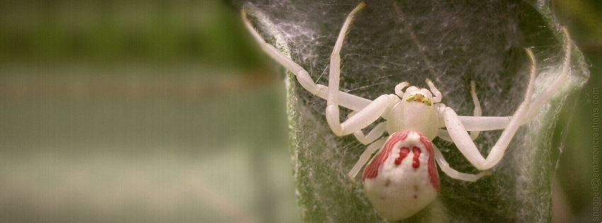 Spider 03 Facebook Timeline Cover