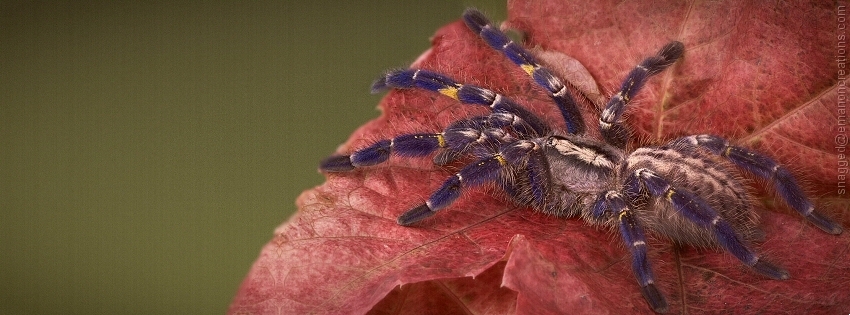 Spider 06 Facebook Timeline Cover