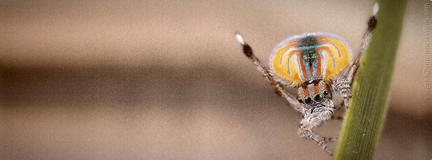 Spider 14 Facebook Timeline Cover