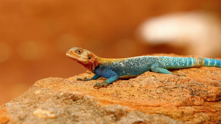 Agama Lizard Wp 01