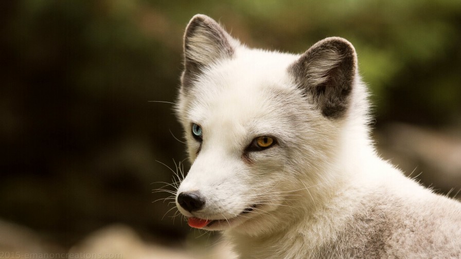 Arctic Fox Wp 01