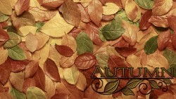 Autumn Leaves Wp 01