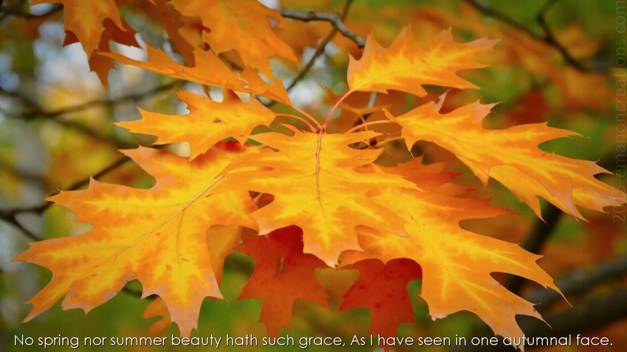 Autumn Leaves Wp 02