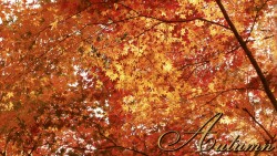 Autumn Orange Wp 01