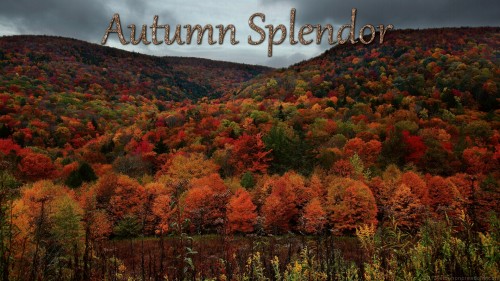 Autumn Splendor Wp 01