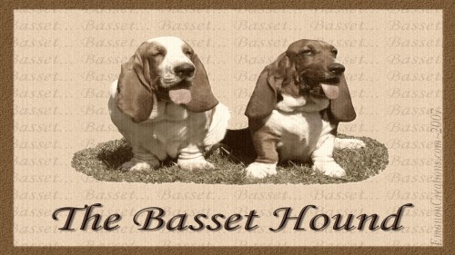 Basset Buddies Wp