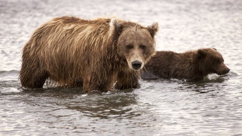 Bear Wp 04