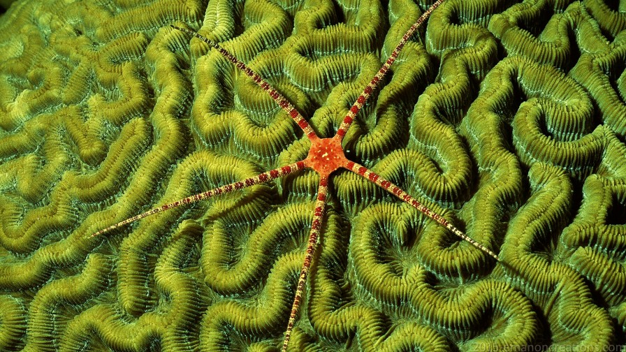 Brittle Star Wp 01