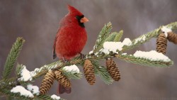 Cardinal Bird Wp 02