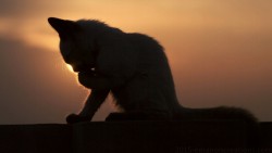 Cat Wp 16