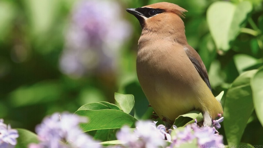 Cedar Waxwing Wp 01