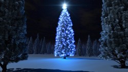 Christmas Tree Wp 05