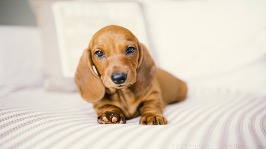 Dachshund Wp 01