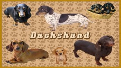 Dachshund Wp 01