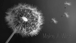 Dandelion Wish Wp 03