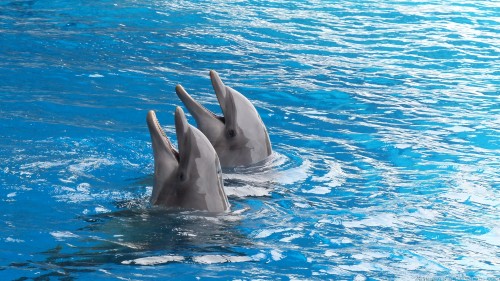 Dolphin Wp 006