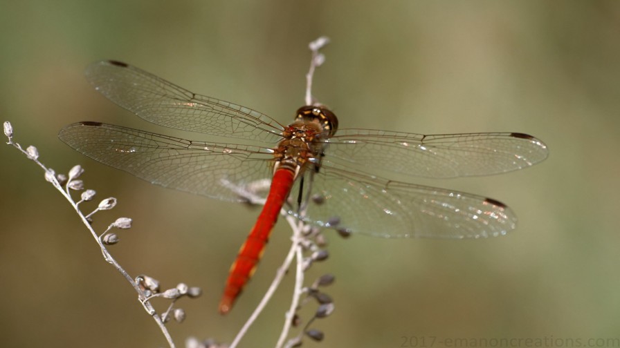 Dragonfly Wp 02