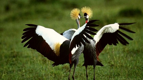 East African Crowned Crane