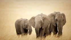 Elephants Wp 01