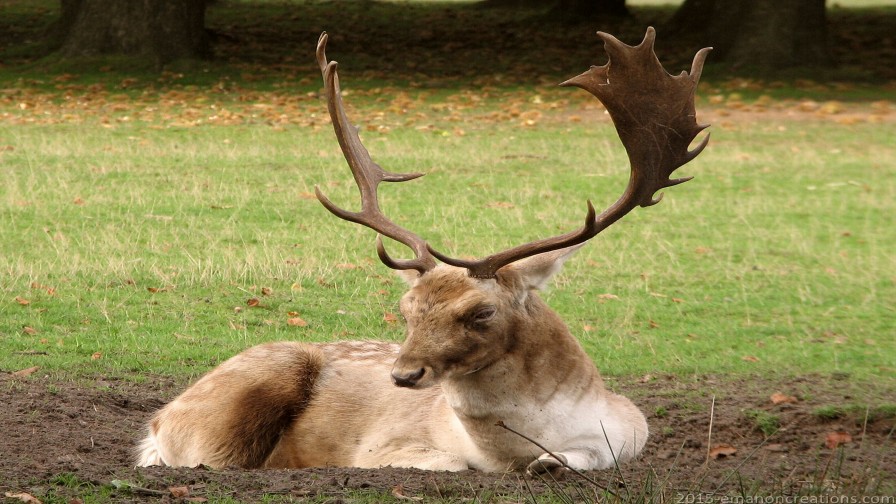 Fallow Deer Wp 01