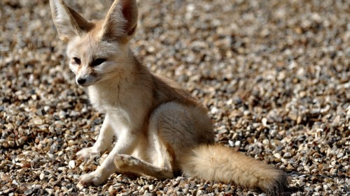 Fennec Fox Wp 01