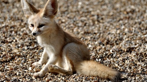 Fennec Fox Wp 01