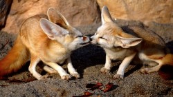 Fennec Fox Wp 02