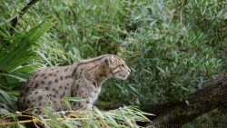 Fishing Cat Wp 01