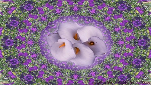 Flower Design Wp