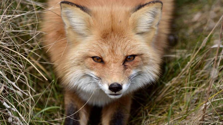 Fox Wp 01