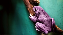 Frog Wp 05