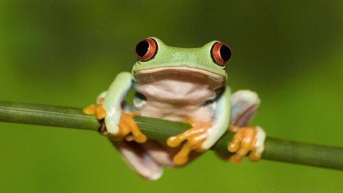 Frog Wp 01